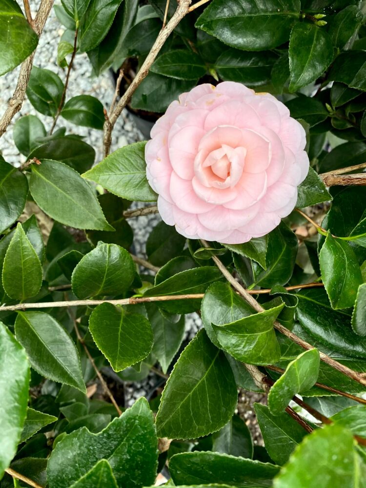 LowCo Gardeners Nursery Products