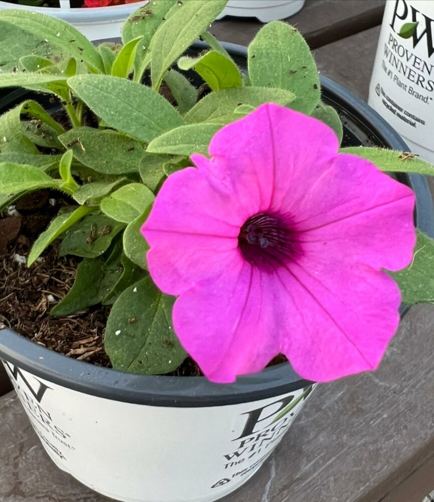 When Should I Start Spring Planting?