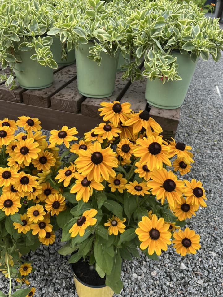 LowCo Gardeners Nursery Products