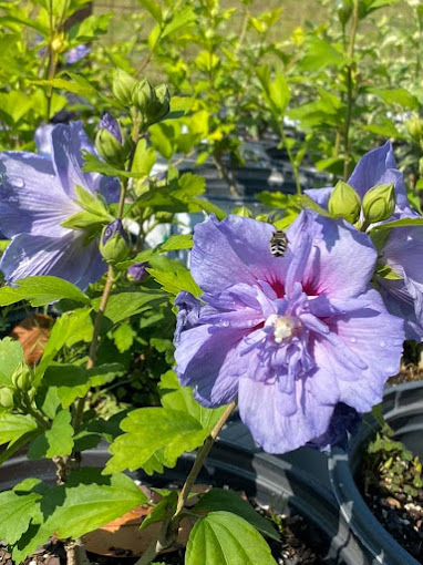 LowCo Gardeners Nursery Products