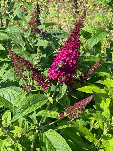 LowCo Gardeners Nursery Products